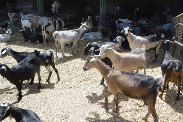 El Cabildo de El Hierro destina 250 mil euros para apoyo al sector ganadero