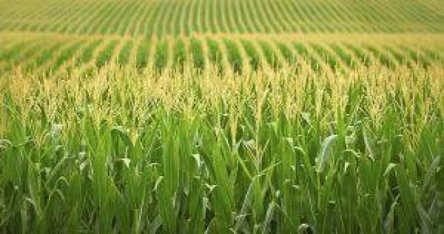 Bajan el trigo blando, el maz y la cebada, frente a la subida del trigo duro
