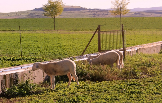 Julio marca el cuarto mes de repeticin de precios en la leche de oveja de la DOP Queso Manchego