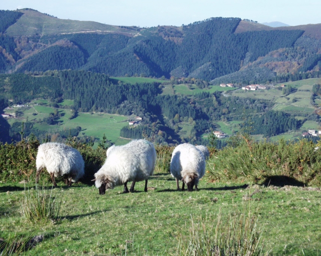 El Pas Vasco aplica un programa de control de fiebre Q a las explotaciones de ovino y caprino