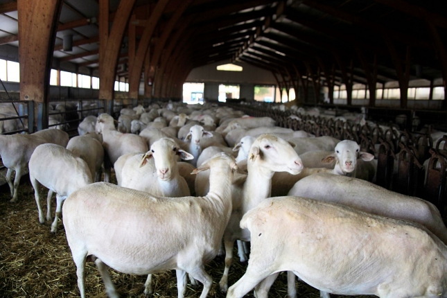 Un estudio muestra posibles mejoras para la eficiencia alimentaria en raza Manchega