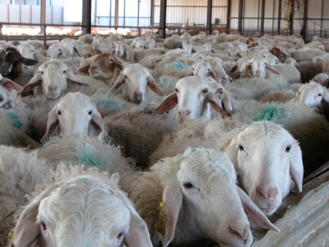 Riesgos zoonóticos del consumo de productos lácteos de las ovejas por la acción de patógenos