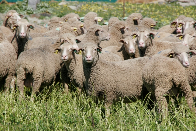 Extremadura establece cambios en el programa REMO para movimientos de animales de ovino y caprino