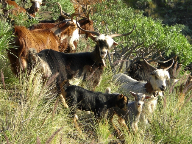 La raza caprina Palmera tiene el mayor porcentaje de protena en la leche de toda Europa