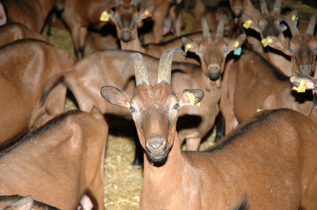 Aumenta la preocupacin por la llegada de leche de cabra de otros pases a Espaa