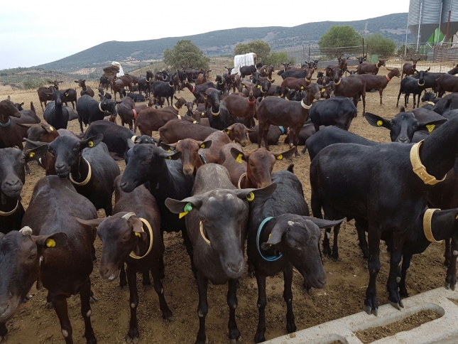 La cantidad de leche de cabra contratada desciende un 4,4% en el ltimo mes