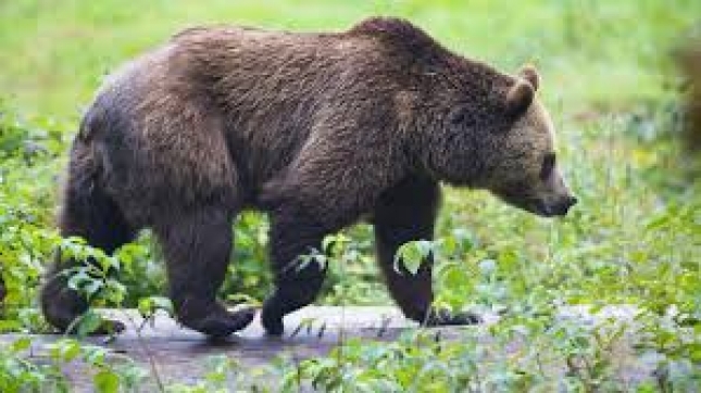 El Gobierno de Aragn insiste en la retirada del oso Goiat y defiende las ayudas a ganaderos