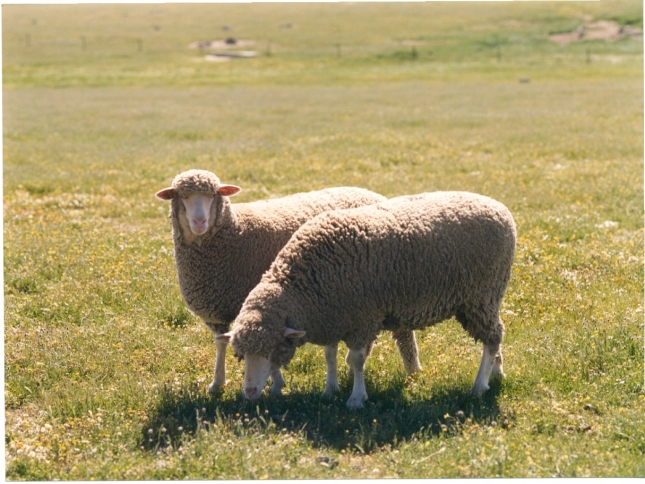 La Diputacin de Badajoz subastar 140 ovejas merinas el 14 de febrero