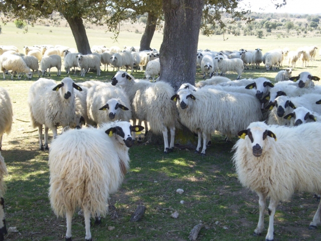 Los compradores de leche declararn el contenido de grasa y protena y la produccin ecolgica