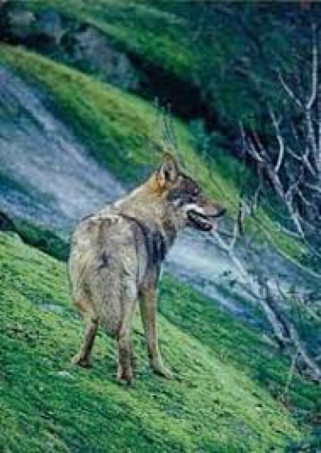 Autorizan abatir doce ejemplares de lobo en la reserva de la Sierra de la Culebra de Zamora