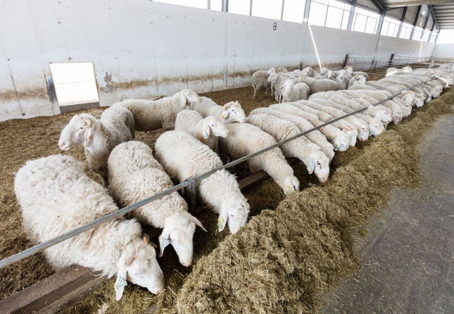 El precio del pienso para ovejas de leche baja un 3,2% durante el estado de alarma