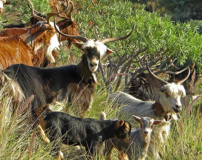 200 cabras se alimentan de matorrales en Archena para ahorrar dinero en pienso
