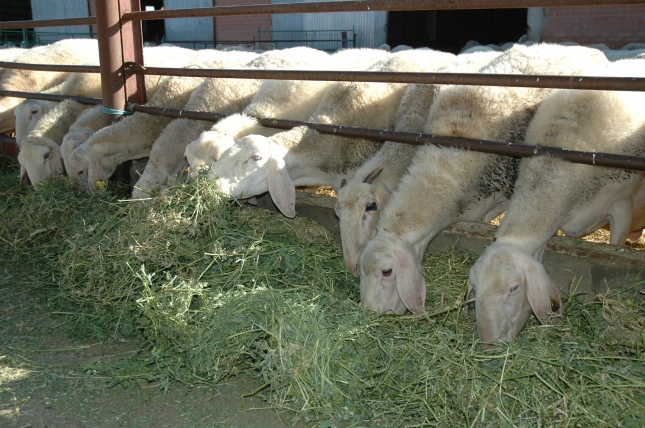 Castilla y Len y Andaluca encabezan las producciones de pienso para ovino-caprino