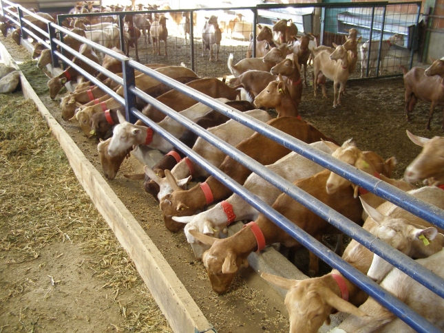 El coste de alimentar a una cabra lechera desciende un 1,5% en su tasa interanual