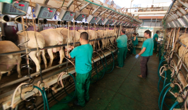 La reestructuracin del sector productor de ovino de leche contina con una cada del 7,7% en abril