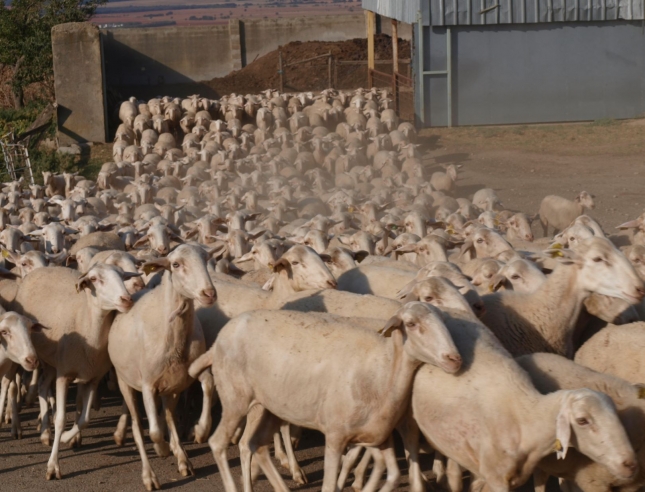 La cotizacin de la piel fina de oveja se desploma un 19,4% durante el estado de alarma