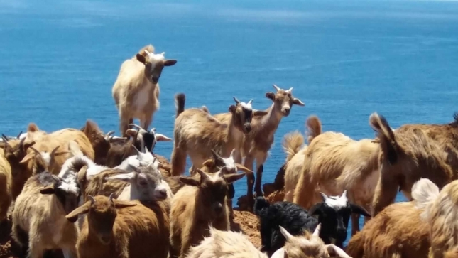 Ayudas de 8,5 millones a productores canarios de leche de cabra y oveja