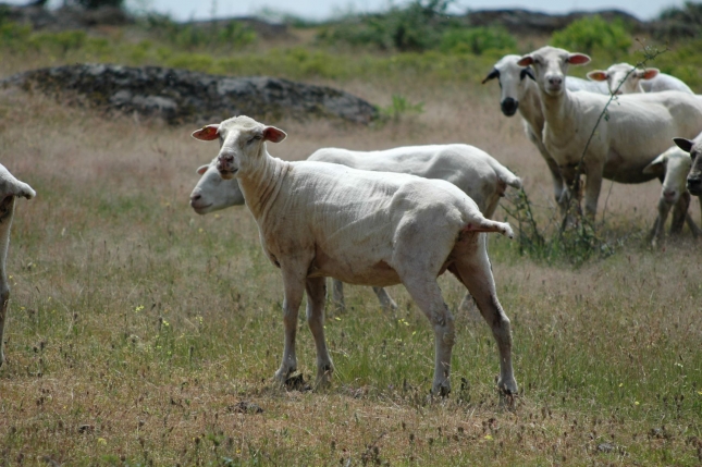 La produccin de carne de ovino desciende en un 1,2% durante el primer trimestre del ao