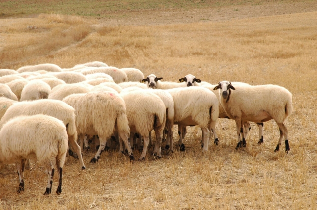 Sin peticiones para el almacenamiento privado de carne de ovino en la primera semana