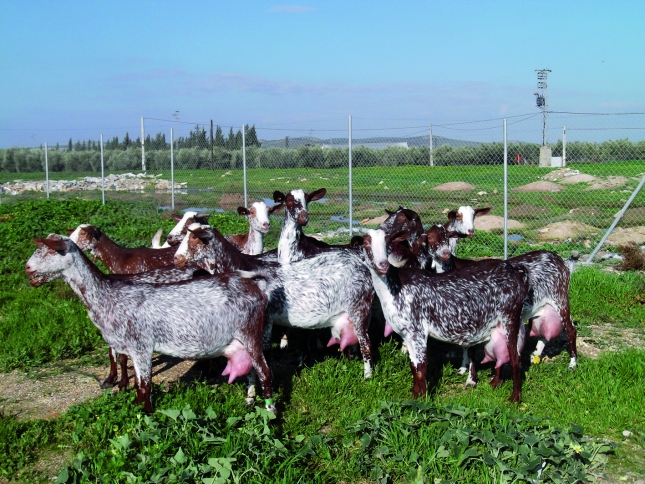 Aumenta en un 5% el volumen de leche de cabra contratada en el mes de febrero