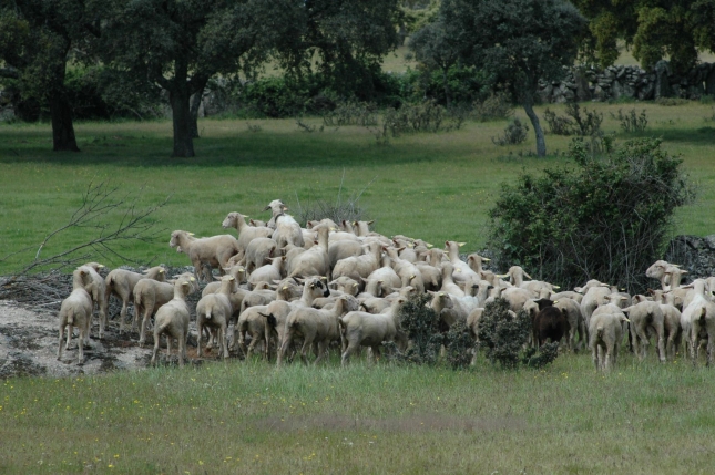 Altos precios de los corderos espaoles en comparacin con sus competidores europeos