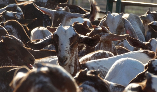 Abril marc un fuerte descenso del 4,7% en la produccin de leche de cabra