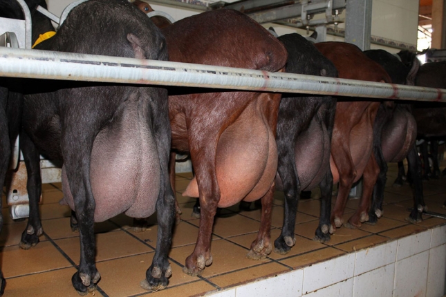 La leche de cabra en Andaluca ya baja un 5,4% mensual en marzo por el efecto estacional
