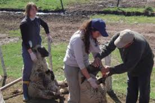 La profesin de veterinaria es la tercera profesin sanitaria con menos porcentaje de mujeres colegiadas