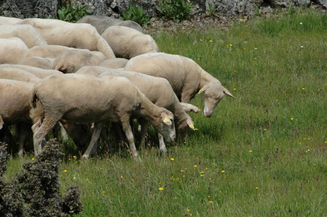 El ovino de carne español destaca por sus costes en sanidad, bioseguridad y bienestar