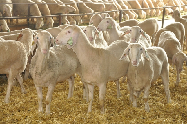 El importe de la ayuda asociada para ovino ser de 11,83 euros, con 21,07 euros en Baleares