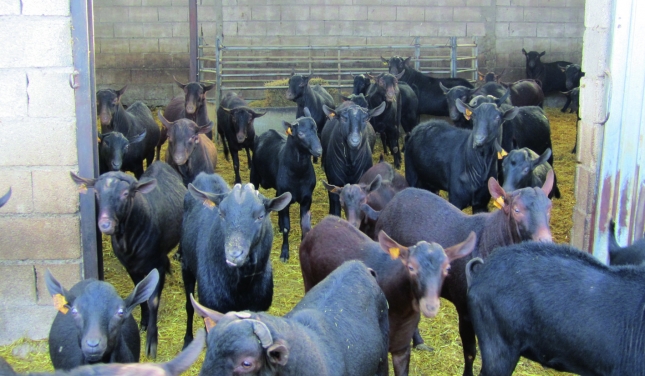 Retroceso mensual del 3,1% en la cotizacin de la leche de cabra en Andaluca