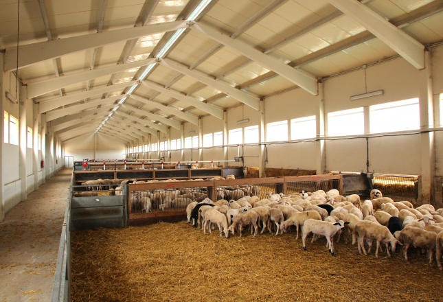 Estabilidad en el precio del pienso para el cebo de corderos con un descenso mensual del 0,1%