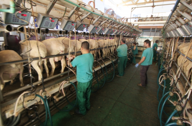 Se mantiene en febrero el precio de la leche de oveja destinada a la DO Queso Manchego