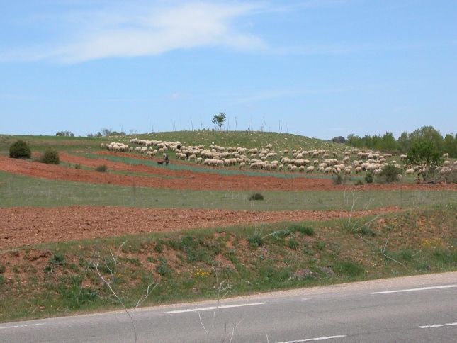 El segundo caso de scrapie en España en 2020 se localiza en Nerpio (Albacete)
