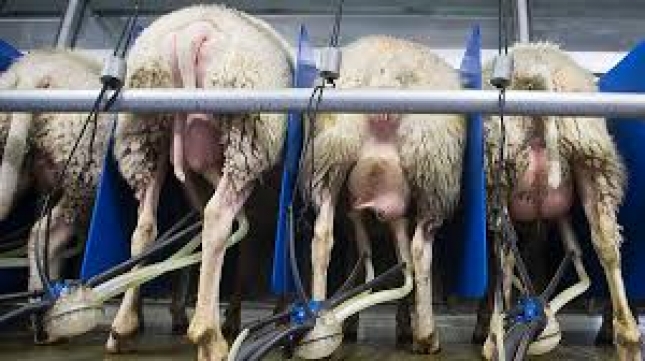El sector del ovino de leche finaliz el pasado ejercicio con un descenso anual del 1,3% en la produccin