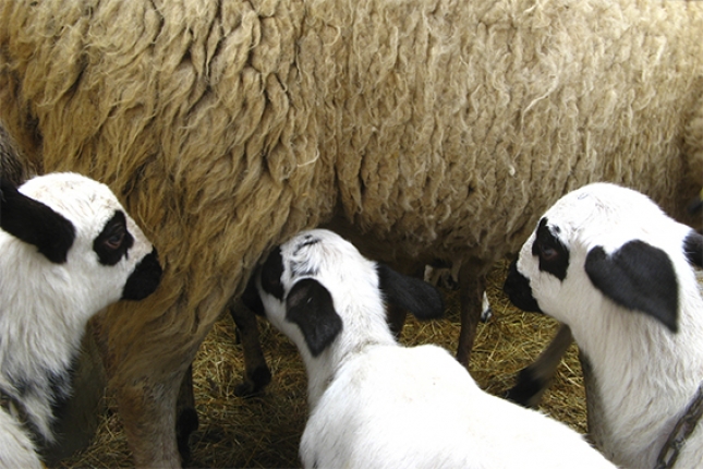 El problema de la toxemia de gestacin por los aumentos de prolificidad en ovino