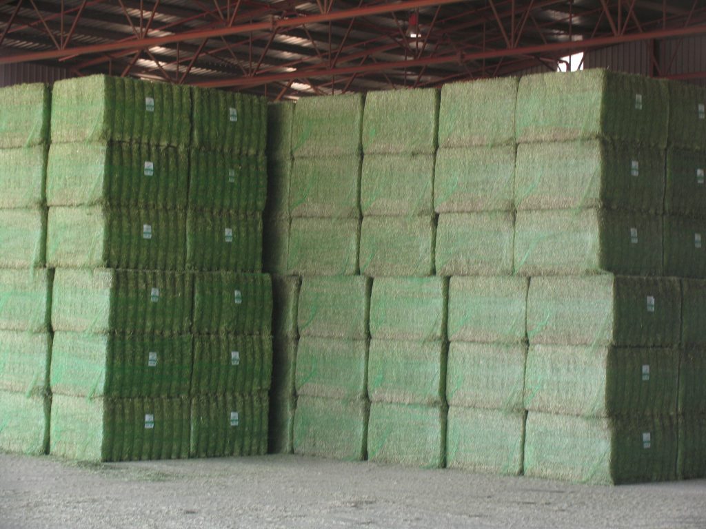 Pacas de alfalfa deshidratadas AEFA