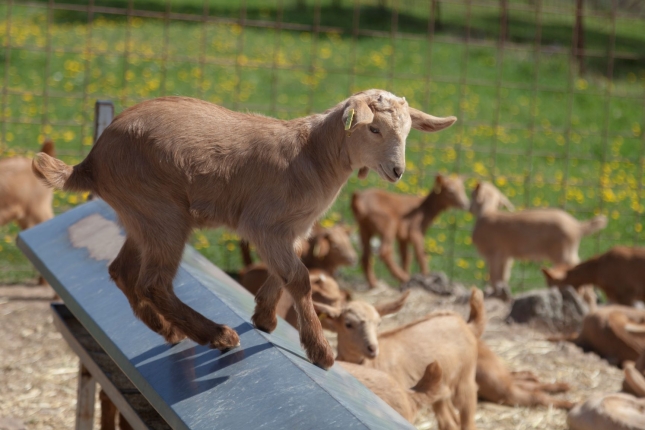 El sacrificio de animales menos pesados lleva a un descenso del 1,6% en la produccin de carne de caprino