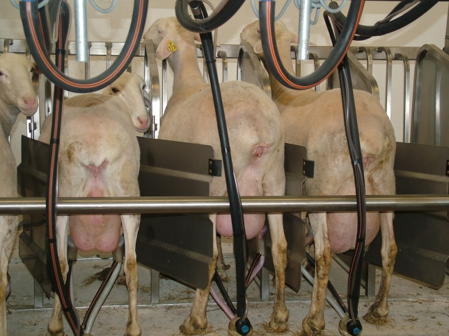 Estudio sobre los modelos de produccin, la calidad de la leche y la sanidad mamaria en raza Manchega