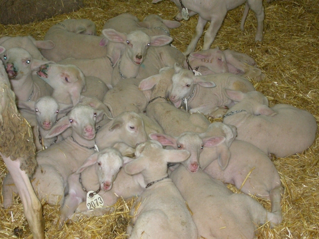 Gestin de un correcto protocolo vacunal de corderos en explotaciones de ovino