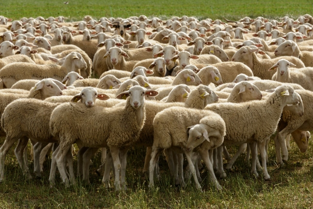 Cerrado el censo oficial de 2019 con una cada en ganado ovino del 2,4% anual