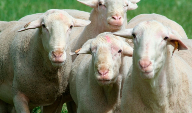 El estado de alarma fren el aumento de produccin anual de leche de oveja