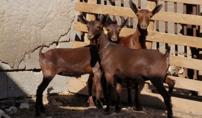 El sacrificio de animales ms pesados evita el descenso en la produccin de carne de caprino