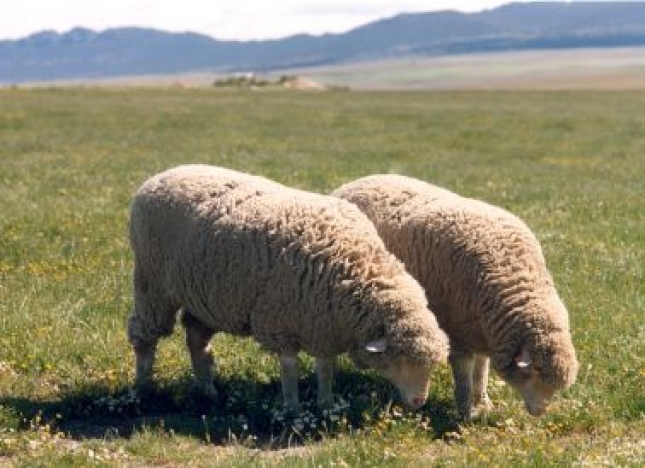 La Diputacin de Badajoz obtiene ms de 20.000 en una subasta de ganado ovino de raza merina