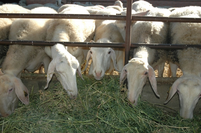 La racin completa de ovino lechero alcanza su precio ms bajo desde enero de 2018