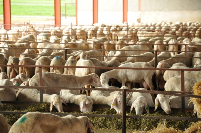 Incremento anual del 0,2% en las solicitudes para ayudas asociadas de ovino y caprino