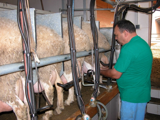 Un 15% de las ganaderas de ovino de leche y un 7% de caprino estn en Control Lechero Oficial