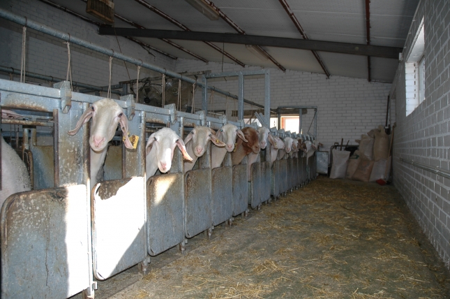Se generalizan los contratos en ovino de leche con un aumento interanual del 13,6% en volumen