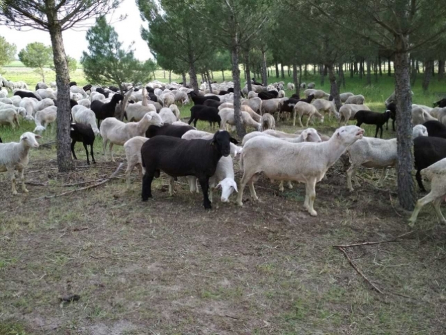 El sindicato agrario Asaja pide a la Diputacin de Len que retire residuos plsticos en las explotaciones ganaderas