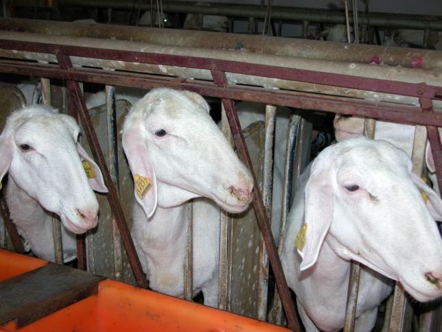 Los contratos l�cteos firmados permiten mantener el precio de la leche de oveja